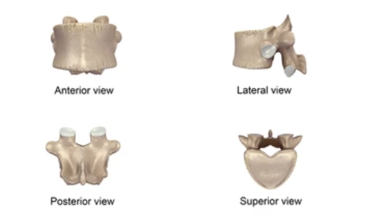<p>Which spinal bone is this?</p>