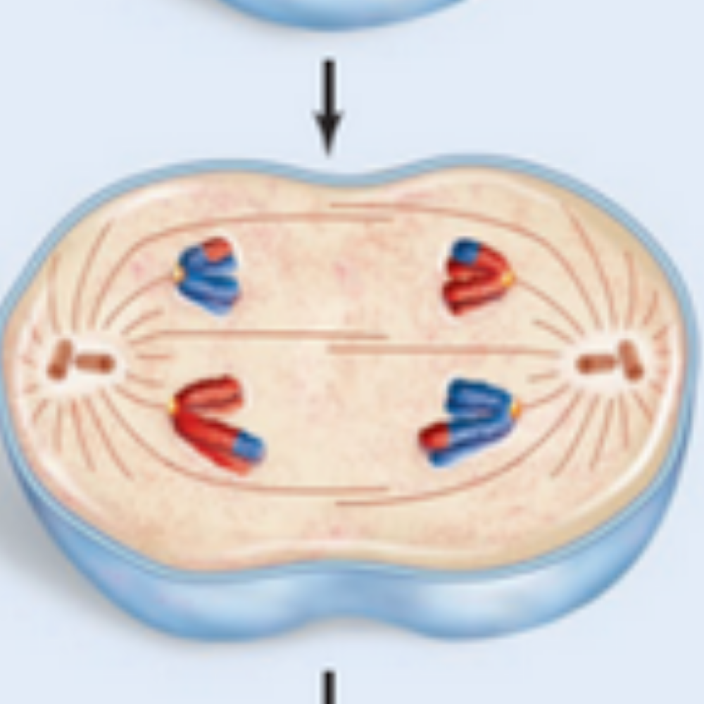 <p>What phase of meiosis is happening here?</p>