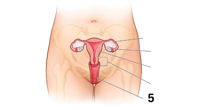 <p>Identity this female reproductive system (marked with 5)</p>