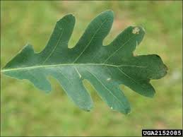 <p>location: mid slope</p><p>Leaf: lobed, entire margin, no bristle, smooth and rounded</p><p>Bark: light colored (typically), irregular, usually plately, peels from side</p>