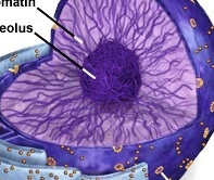 <p>A spherical structure found in the nucleus, it synthesizes ribosomal RNA, creating ribosomes</p>