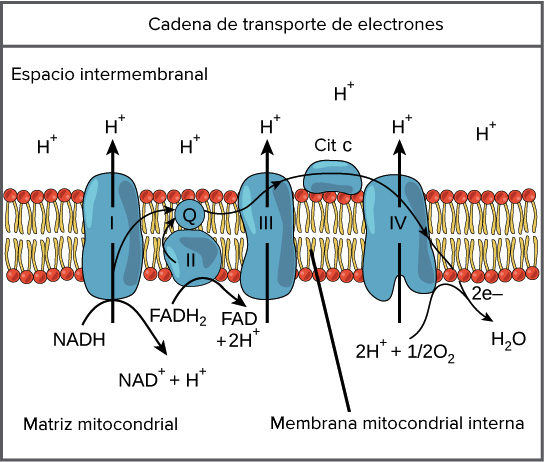 <p>Localització: doble membrana interna mitocondrial</p><ul><li><p>4 complexos proteics de membrana:</p></li></ul><p>(Complex 1,2,3 són bombes de protons que gràcies al poder reductor del NADH i el FADH bombardegen H+ a l’espai intermembranós.)</p><p>— <strong>Complex 1:</strong> <span style="color: rgb(60, 150, 18)"><strong>NADH → NAD+</strong></span></p><p>— <strong>Complex 2:</strong> <span style="color: rgb(60, 150, 18)"><strong>FADH2 → FAD+ </strong></span><span style="color: #000000">(S'utilitzen al cicle de krebs)</span></p><p>— <strong>Complex 3:</strong> <span style="color: rgb(60, 150, 18)"><strong>H+ + 1/2O2 →H₂O</strong></span></p><p>— Complex 4 → <strong>ATP sintasa:</strong> fa passar protons de <u>l’espai intermembranós</u> a la <u>matriu mitocondrial</u>. Com ho fa a favor de gradient (passa protons d’on hi ha més a on n’hi ha menys) es genera energia potencial que li permet per produir ATP.</p><p><span style="color: rgb(60, 150, 18)"><strong>ADP + P → ATP</strong></span></p><p></p>