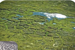 * Type of patterned ground periglacial landform
* Similar to ice wedge polygons but smaller scale