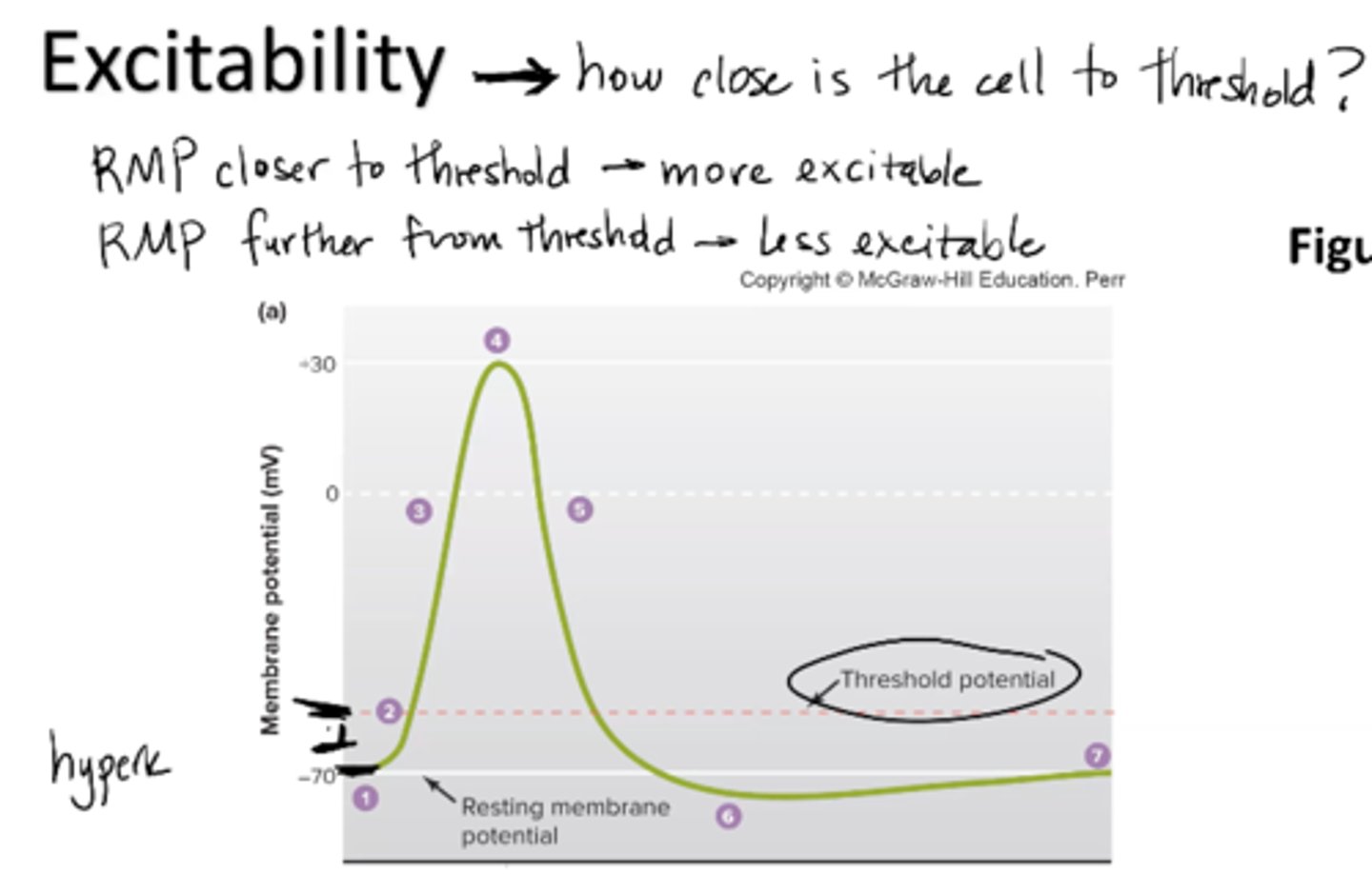 <p>ability to receive and respond to stimuli</p><p>how close is the cell to threshold? </p><p>RMP closer to threshold = more excitable </p><p>RMP further from threshold = less excitable </p>
