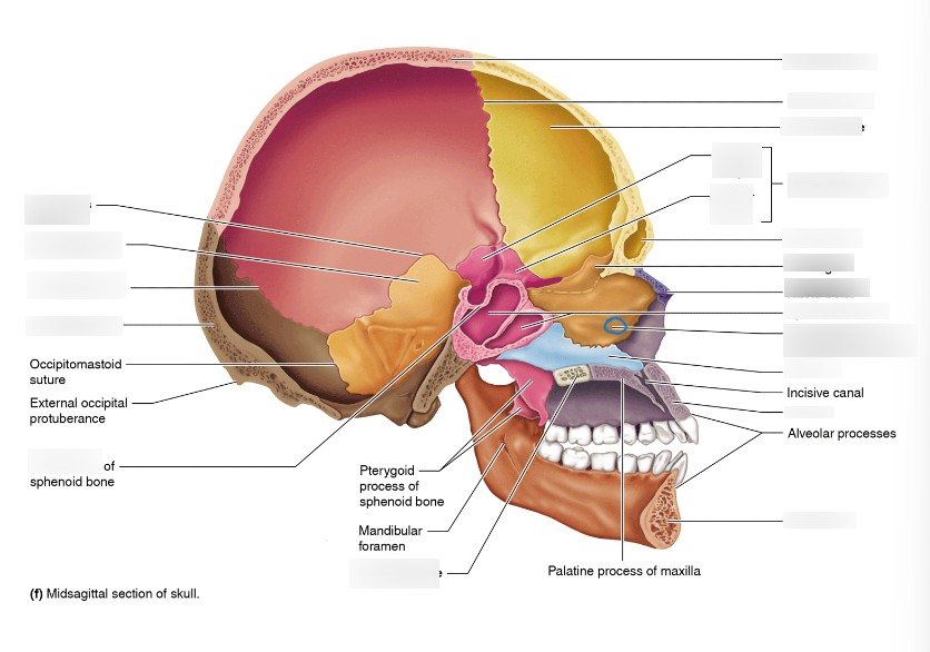 <p>which part of the skull?</p>