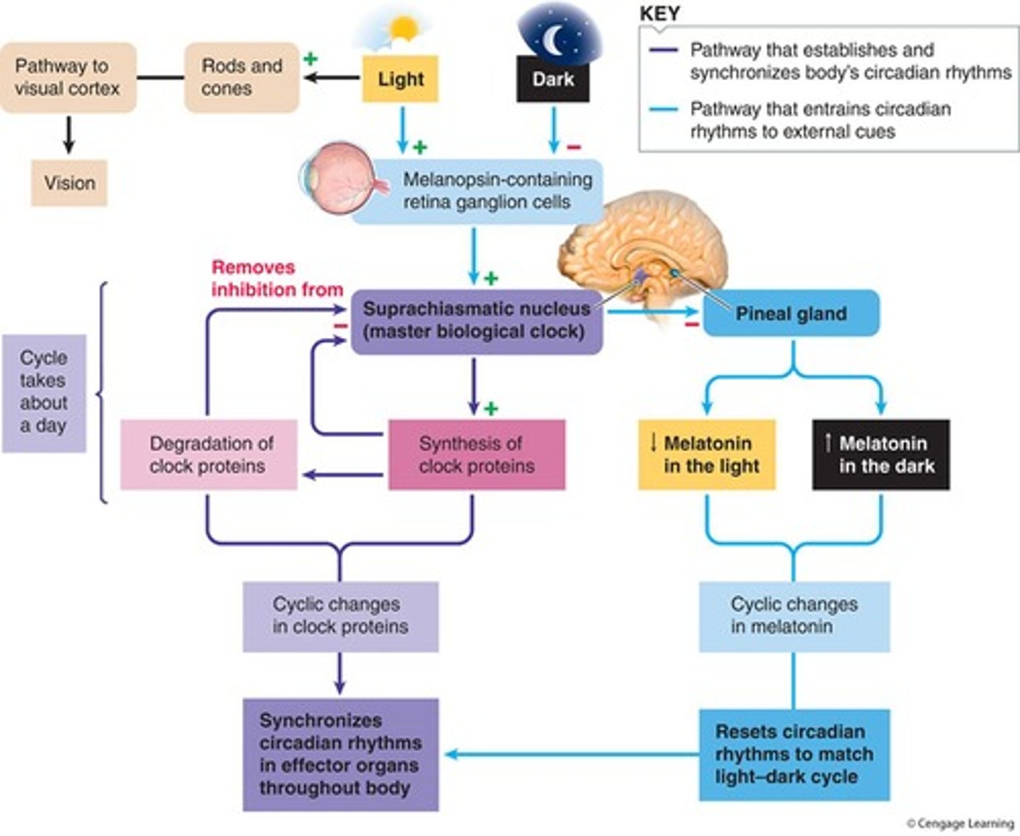 <p>The body's master biological clock located in the hypothalamus, regulating circadian rhythms.</p>