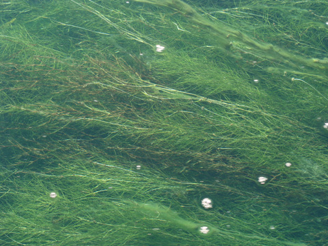 Pondweed: Put em up and get on

wavy broad alternate leaves, calciphile