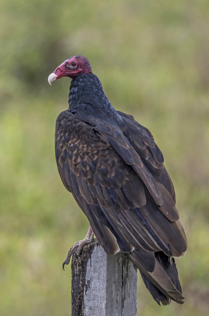 <p>Large raptor. Dark at distance, close dark brown with bare red head.</p>