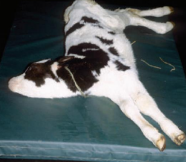 <p><span>Meningitis</span></p>