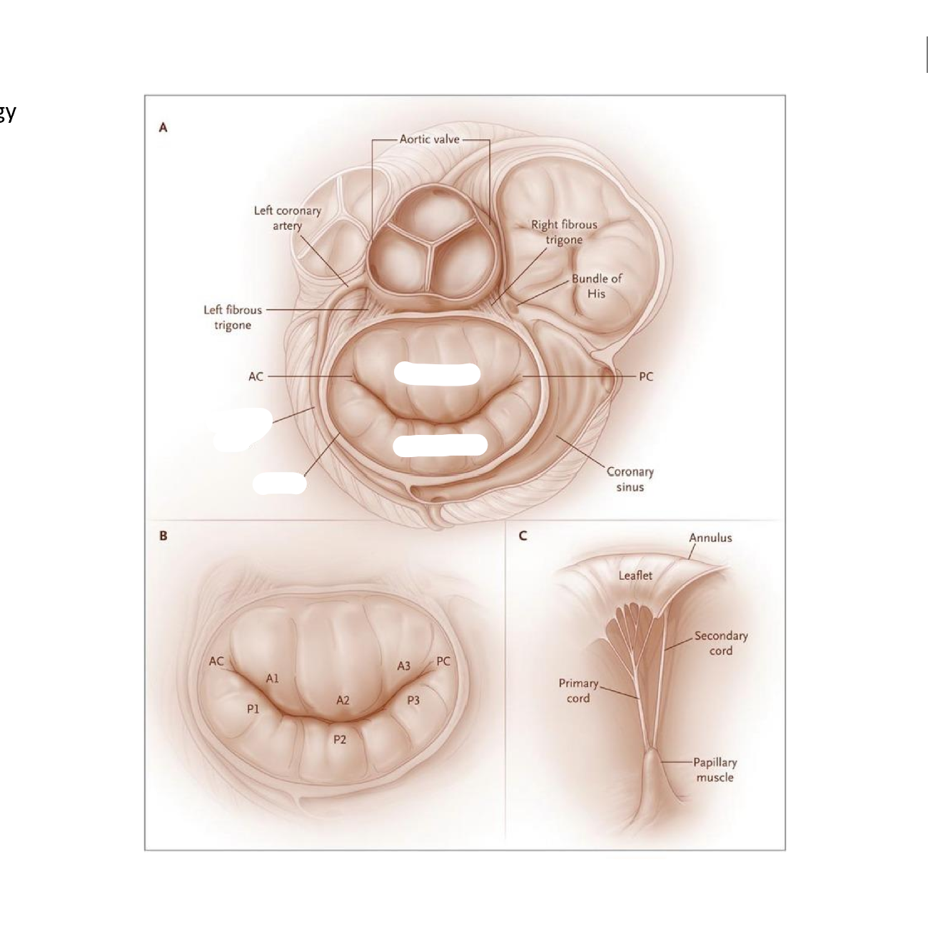 <p>x4 what are these</p>