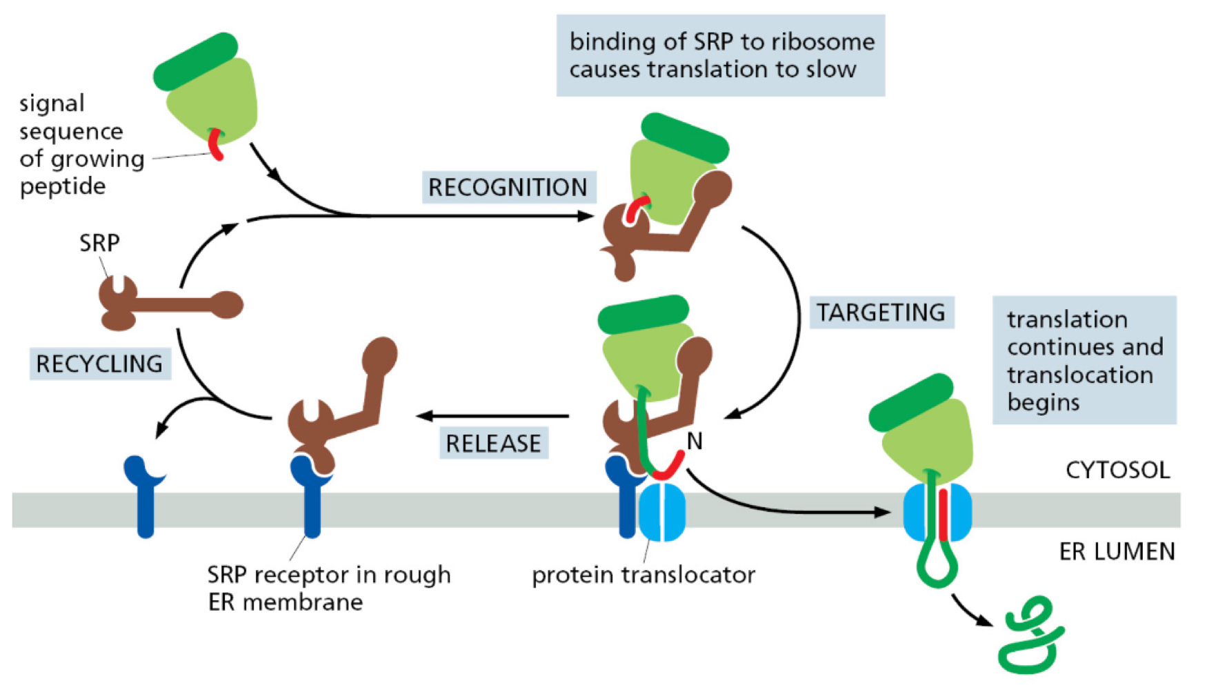 <ul><li><p>newly made peptide with ER signal sequence bind to signal recognition particle (SRP)</p></li><li><p>SRP guides ribosome + RNA to translocator by binding to SRP receptor on plasma membrane</p></li><li><p>protein translation occurs through translocator into ER lumen</p></li><li><p>Proteins unfold during translocation and refold after</p></li></ul><p></p>