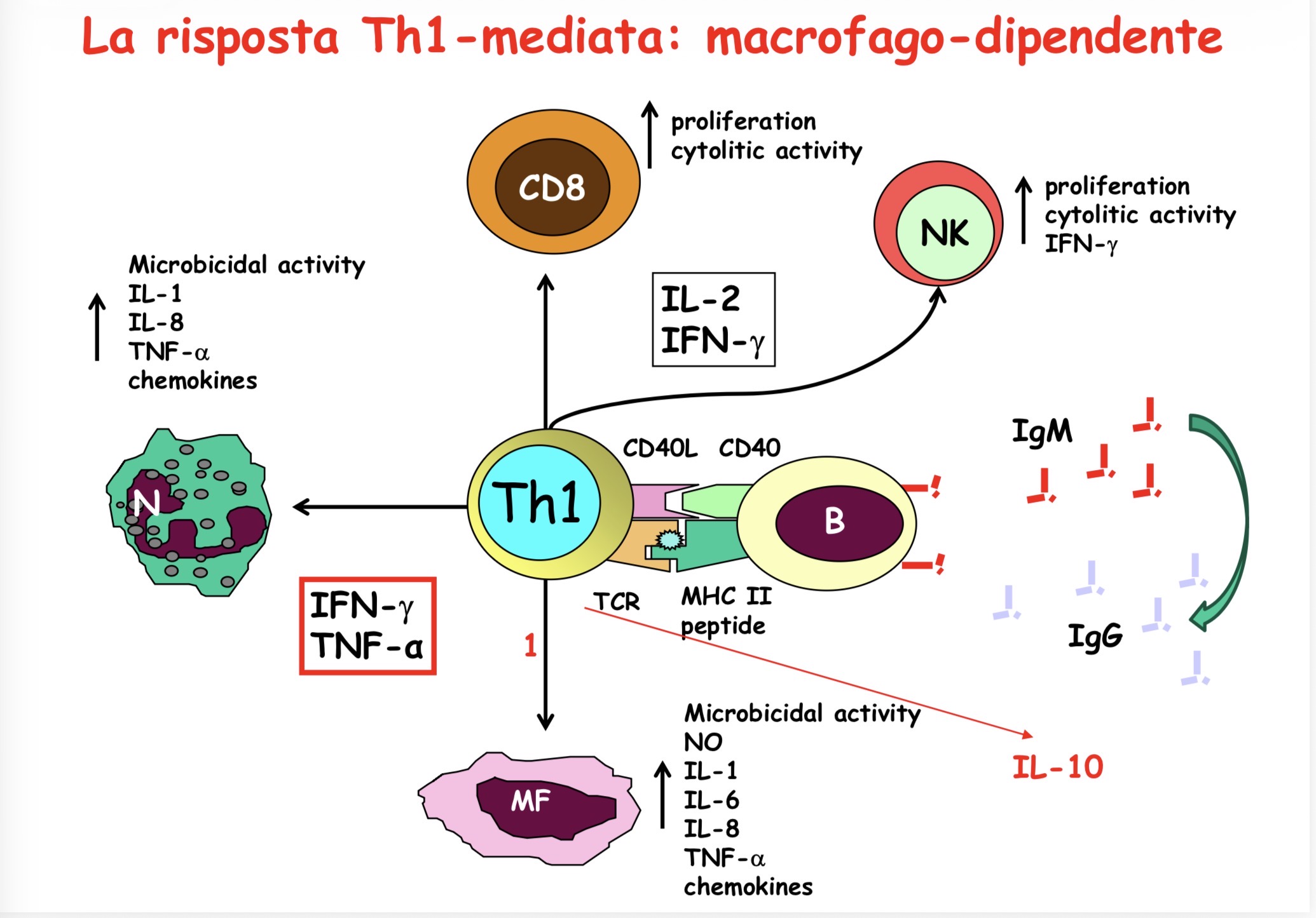 <p>La risposta Th1 inoltre è macrofago dipendente e</p><ul><li><p>con CD40L va ad innescare la produzione delle IgM e IgG dai linfociti B.</p></li><li><p>Con IL2 e INFgamma attiva i CD8 e NK incrementando proliferazione citosolica e produzione di INFgamma</p></li><li><p>Con INFgamma e TNFalfa attiva i neutrofili e macrofagi tissutali aumentando la loro capacità microbicidica e di produrre citochine infiammatorie (foto).</p></li></ul><p></p>