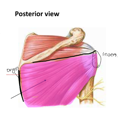 <p>What muscle is indicated?</p>