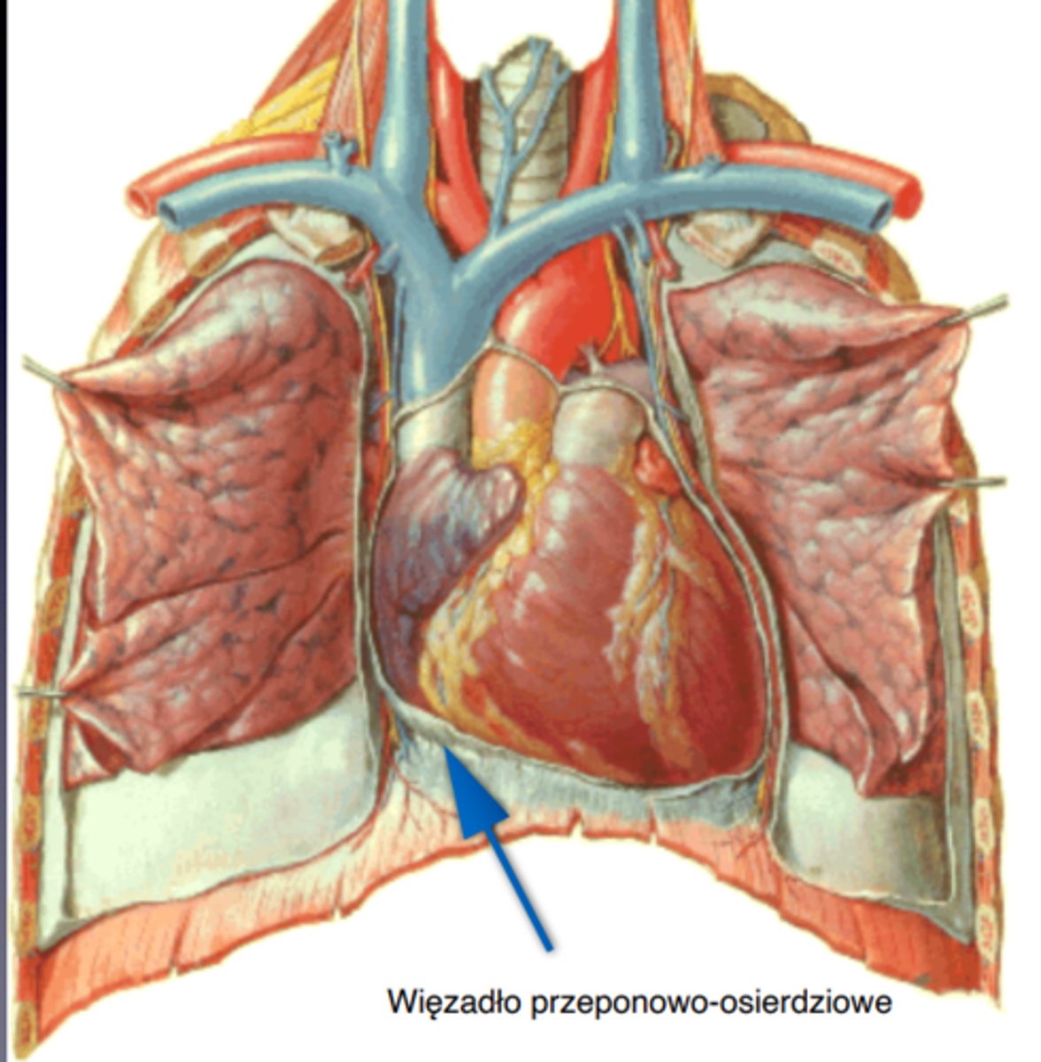 <p>phrenicopericardial lig.</p>