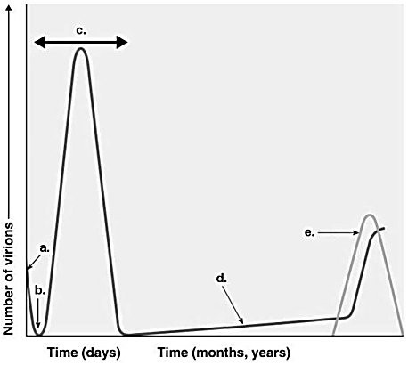 <p><span>Assume a patient had chickenpox (human herpesvirus 3) as a child. Which line on the graph in Figure 13.2 would show the number of viruses present in this person as a 60-year-old with shingles (human herpesvirus 3)?</span></p>