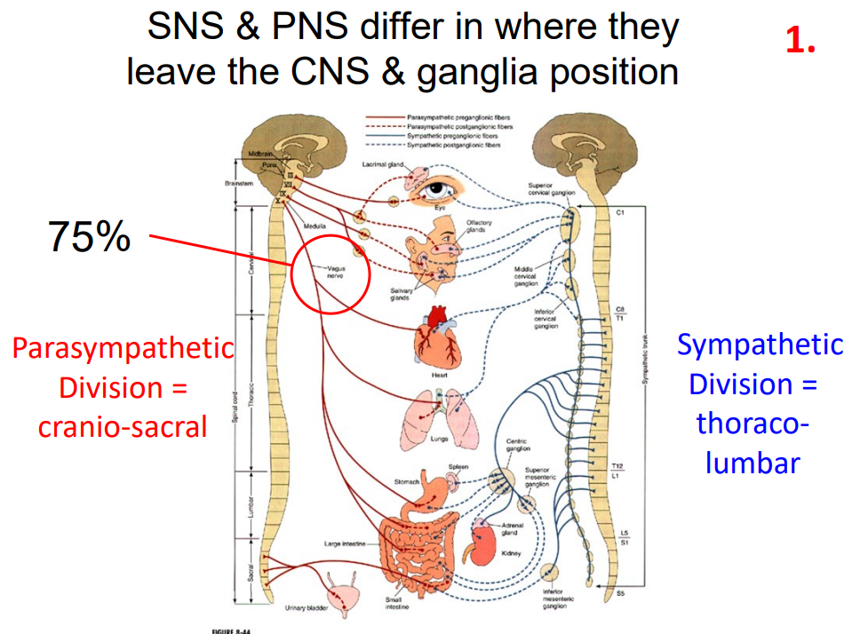 <p>2nd Difference: Anatomical Differences (Leave SC at different sites, different locations of ganglia)</p>