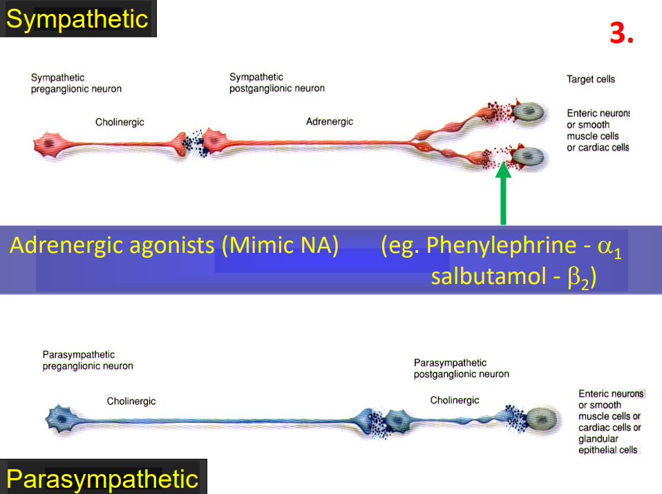 <p>- mimic noradrenaline</p><p>- e.g asthma drugs. they bind to beta 2 receptors and open up the airways in lungs</p>