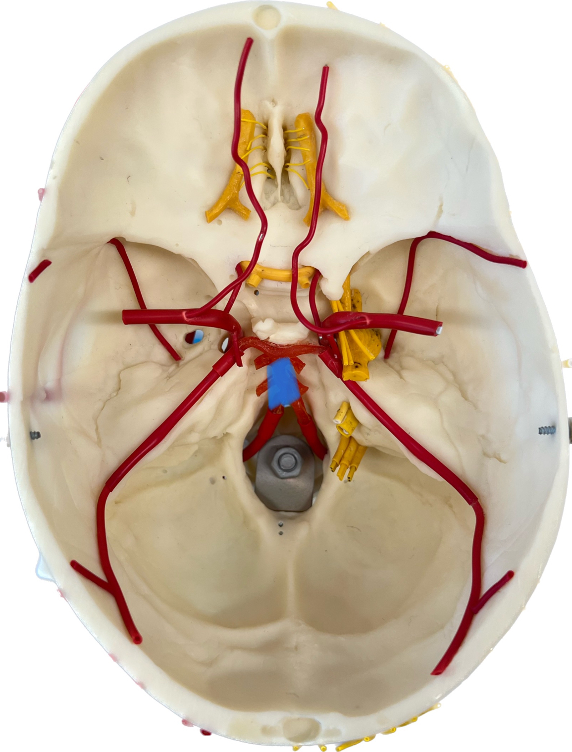 What is highlighted in blue?
