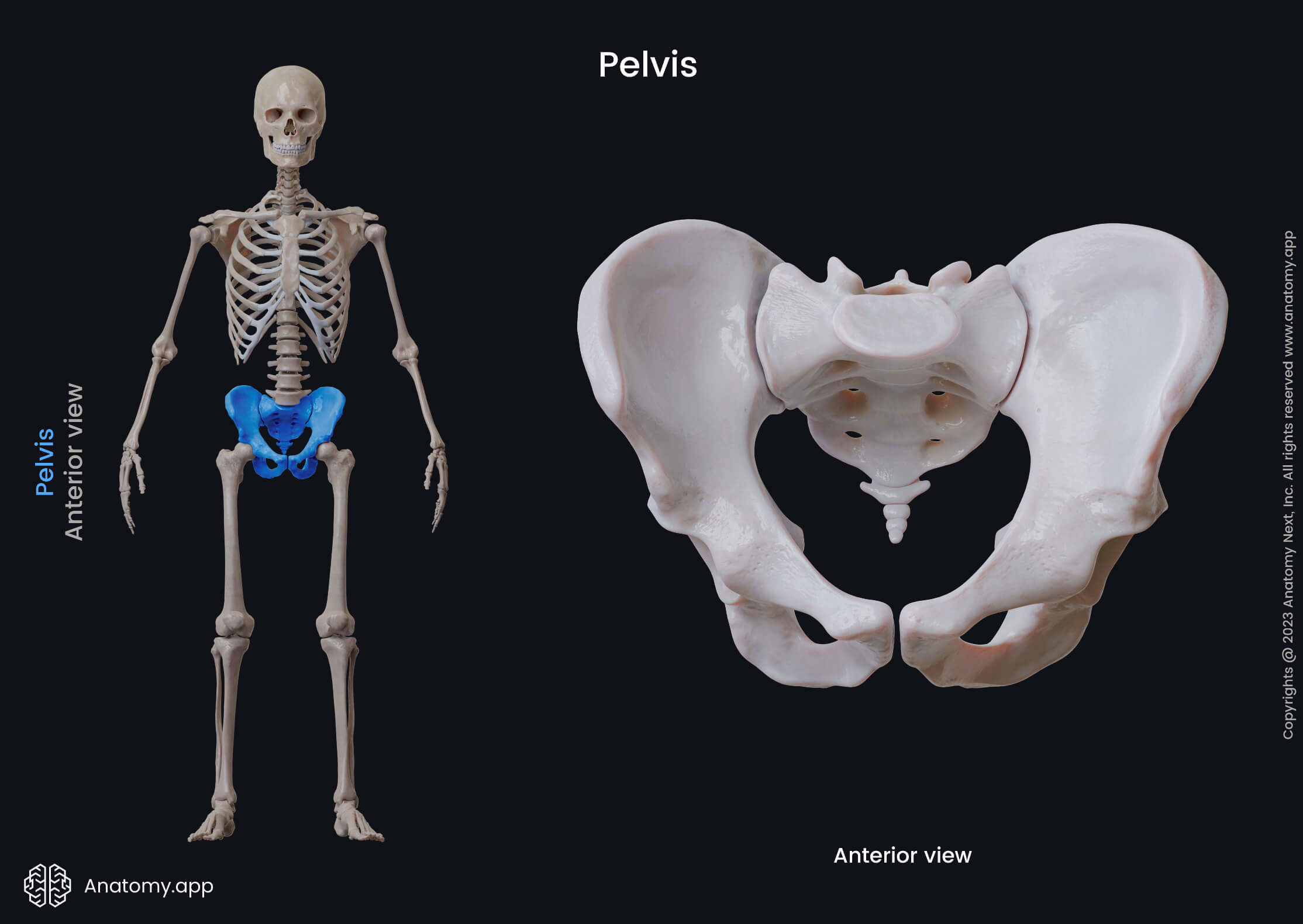 <p>Consists of 2 coxal (hip) bones. The pelvis = pelvic girdle + sacrum + coccyx.</p><ul><li><p>Functions: supports the trunk, protects internal organs, transmits weight to lower limbs, and provides attachment for lower limbs.</p></li></ul><p></p>