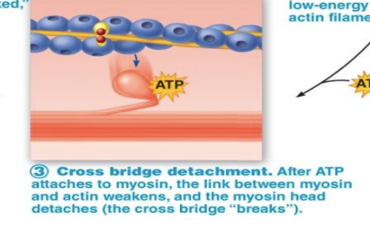 <ul><li><p>After ATP attaches to myosin, link between myosin and actin weakens, making the myosin head detach/cross bridge&nbsp;“breaks”&nbsp;</p></li></ul><p></p>