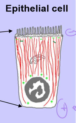 <ul><li><p>The basal surface, which is in contact with other surface tissues, has plus-end orientation</p></li><li><p>The apical surface that faces the lumen hosts the minus end</p></li></ul><p>This set up helps collect resources from the lumen and bring them DOWN into the tissue </p><p></p>