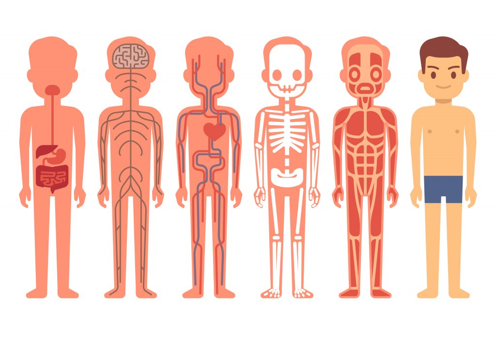 <p>controls sense organs and voluntary muscles</p>