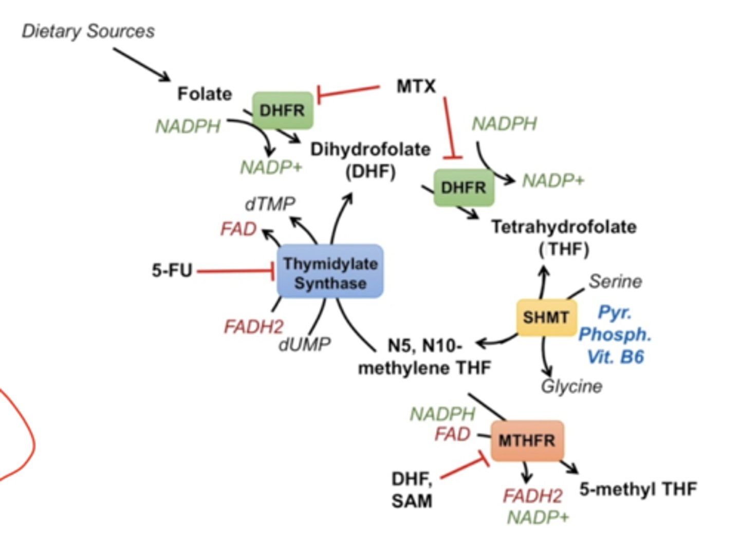 <p>If DNA synthesis (as from dTMP) is not needed, N5, N10 methylene THF is turned into 5-methyl THF by methylene THF reductase (MTHFR). This reaction requires NADPH and FAD+, producing FADH2 and NADP+. This reaction is INHIBITED by DHF (from early in the pathway) and SAM (S-adenosylmethionine)</p>