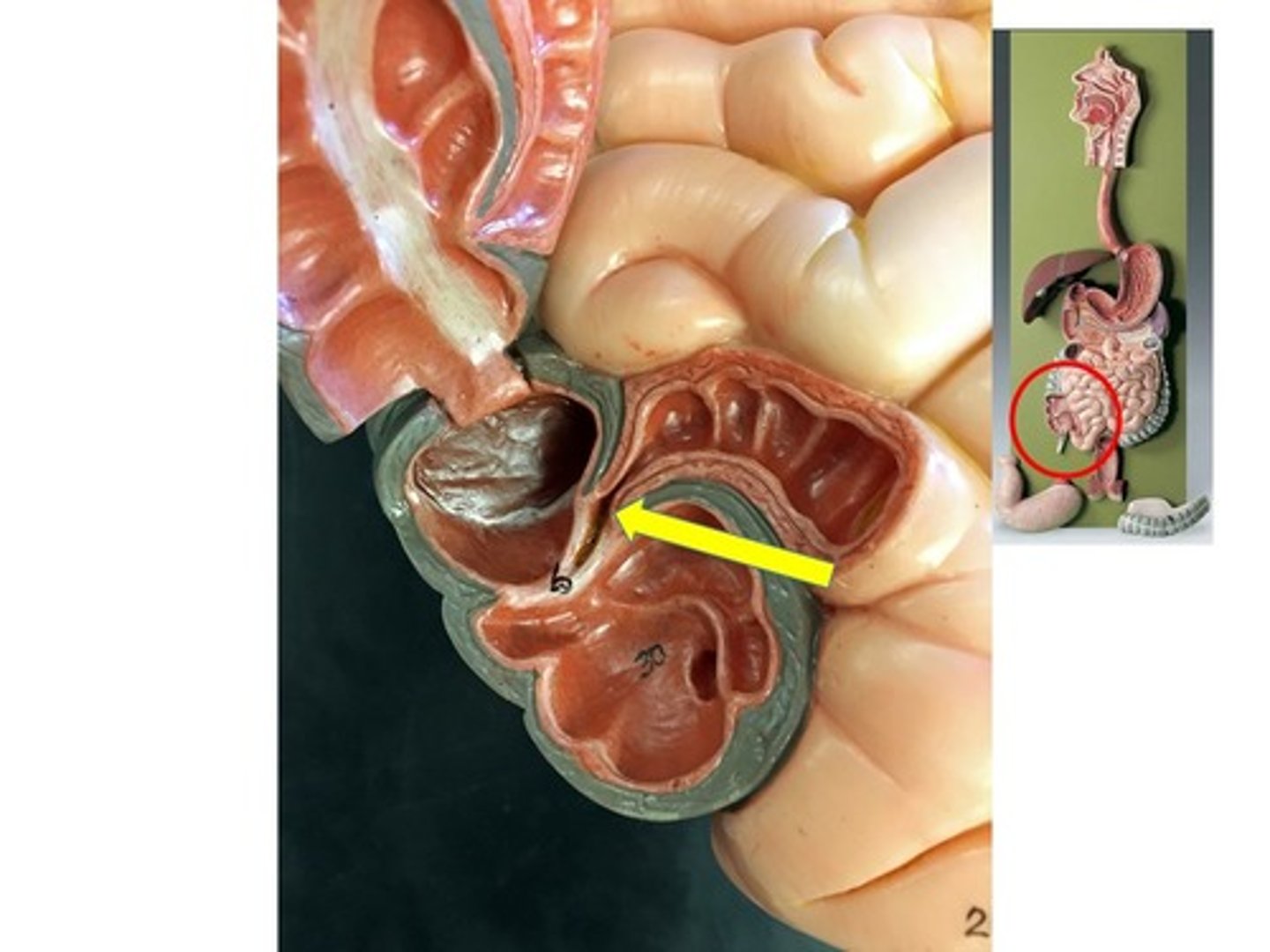 knowt flashcard image