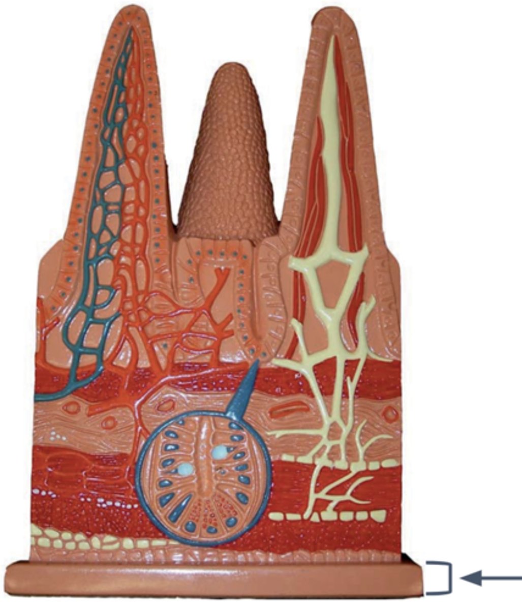 <p>Name this layer</p>