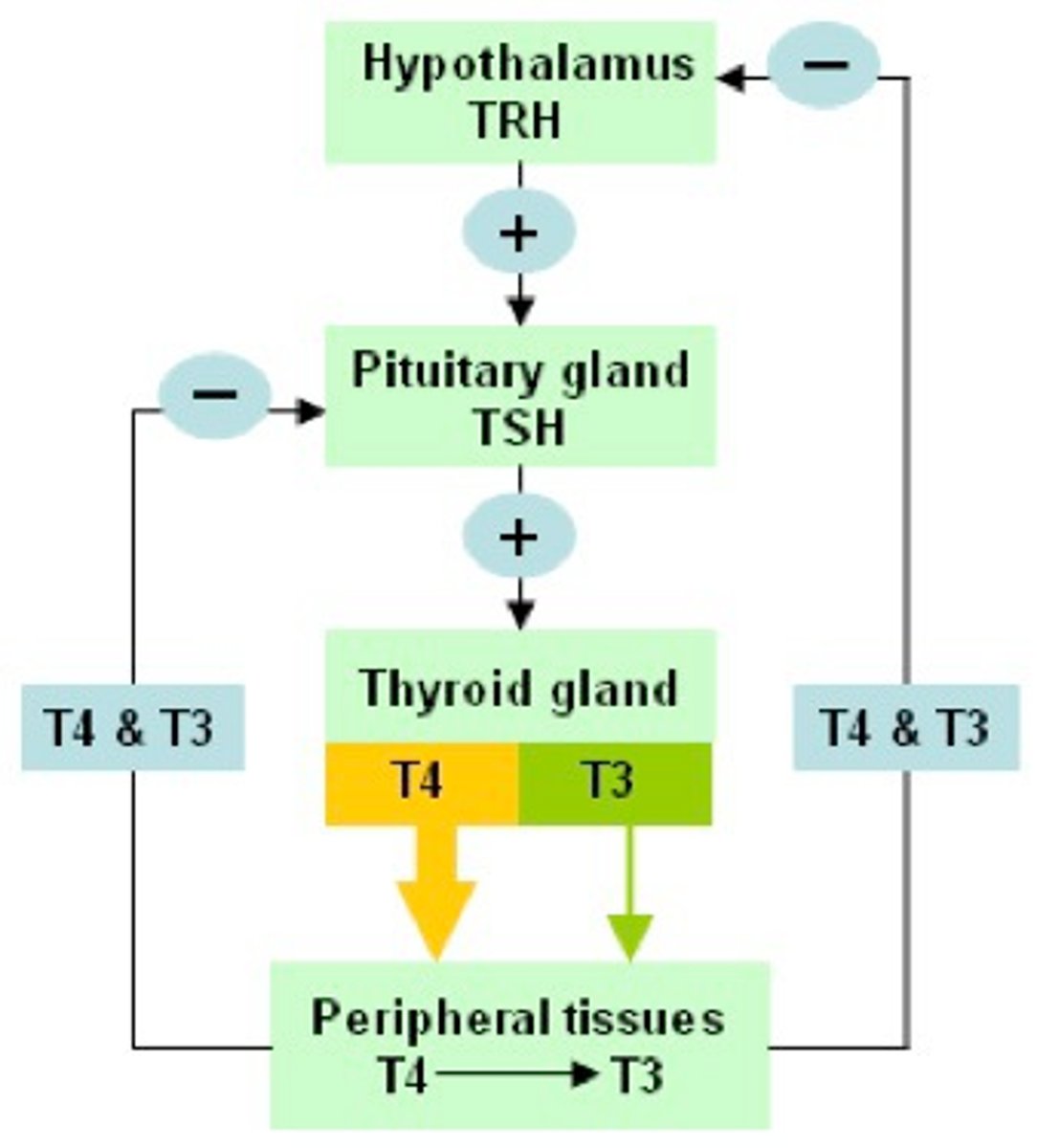 <p>1. thyroid-releasing hormone (TRH)</p><p>- peptide of 3 AA</p><p>- stimulates secretion of TSH</p><p>2. gonadotropin-releasing hormone (GnRH)</p><p>- single chain of 10 AA</p><p>- stimulates secretion of FSH and LH</p><p>3. corticotropin-releasing hormone (CRH)</p><p>- single chain of 41 AA</p><p>- stimulates secretion of ACTH</p><p>4. growth hormone-releasing hormone (growth hormone RH)</p><p>- single chain of 44 AA</p><p>- stimulates secretion of growth hormone</p>