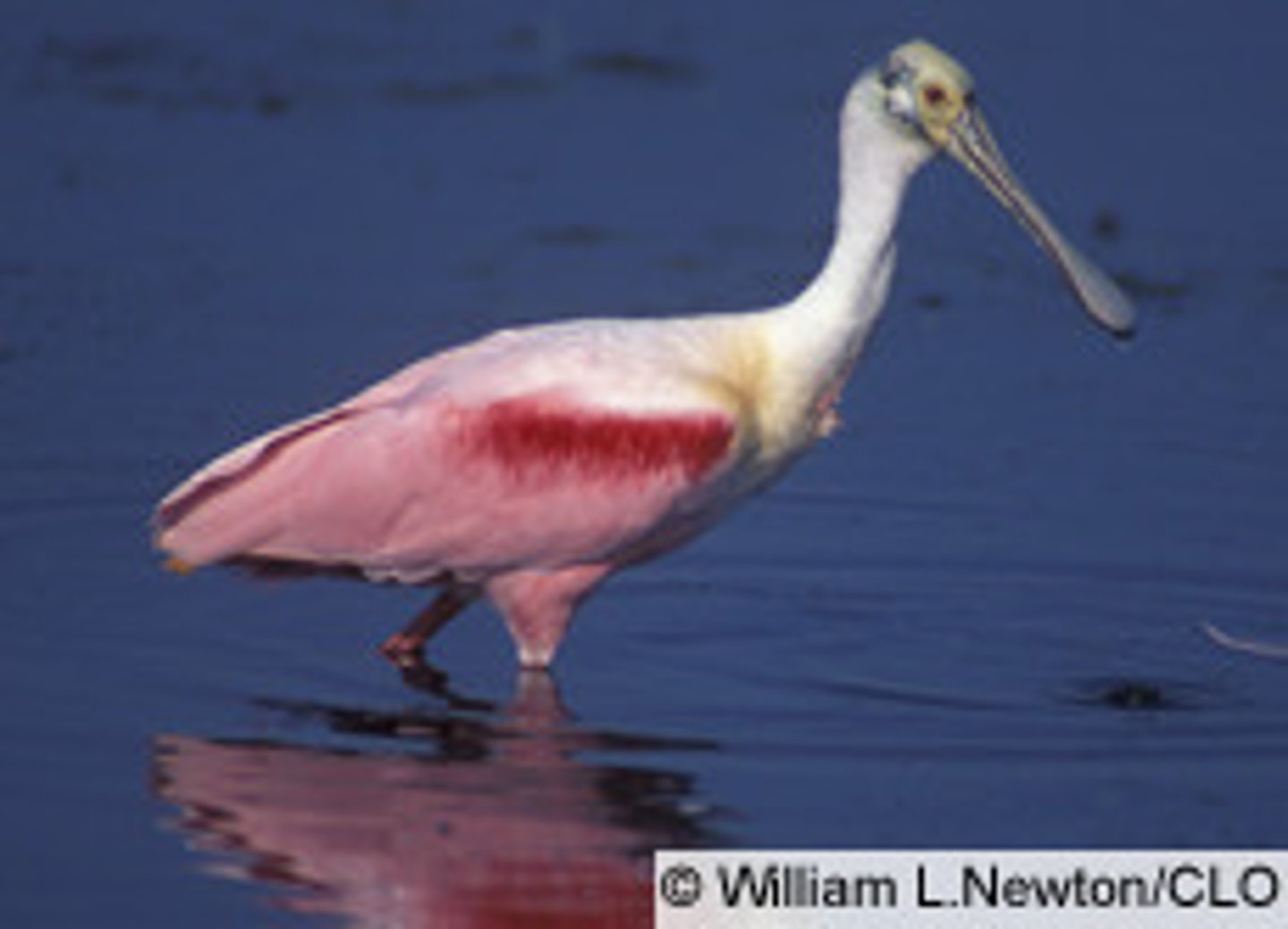 <p>Pelecaniformes</p><p>Threskiornithidae</p>