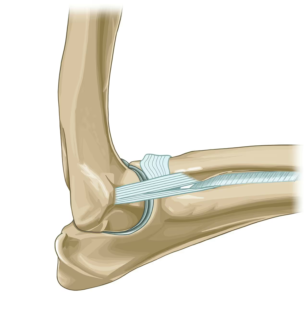 <ol><li><p>Stabilises medial side of the joint</p></li><li><p>Attached proximally to medial humeral epicondyle and inserts with two parts of the radius and ulna</p></li></ol><p></p>
