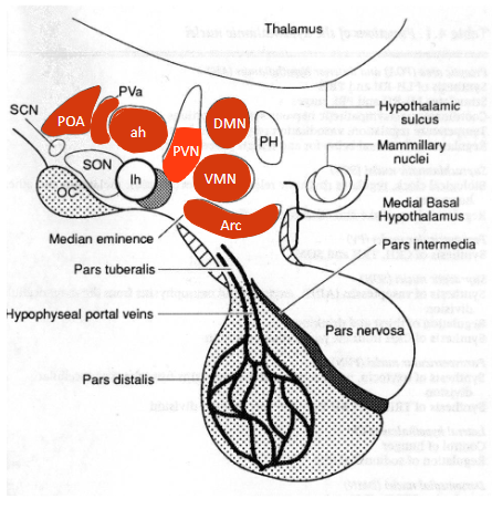 <ul><li><p>Inhibits synthesis and release of GH , TSH, and PRL. Antagonist to GHRH and TRH.</p></li><li><p>Very widespread throughout the brain outside the hypothalamus and in the periphery, e.g. in the digestive tract (<strong>δ</strong>-cells of pancreatic islets!). Acts mostly as an inhibitor of secretion.</p></li></ul><p></p>