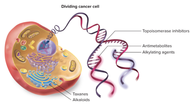 <p>Disable topoisomerase enzyme, which unwinds DNA during replication</p>