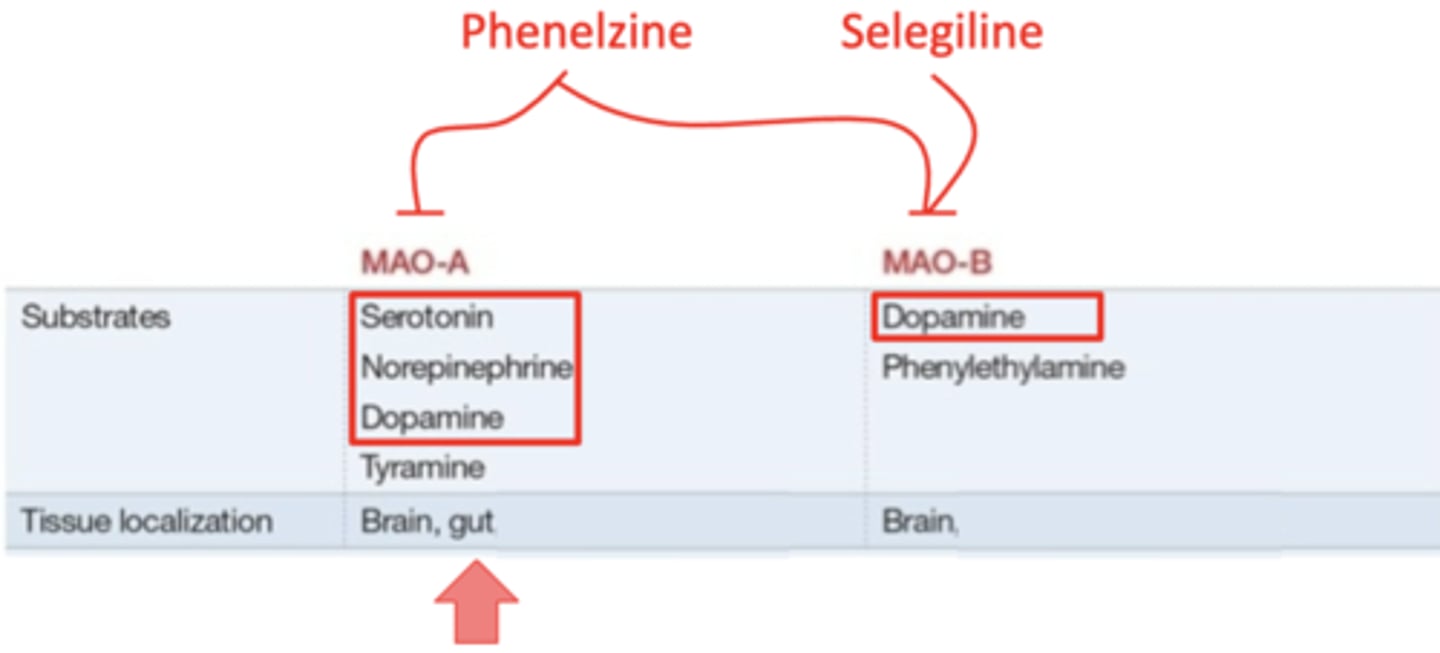 <p>selegiline</p>