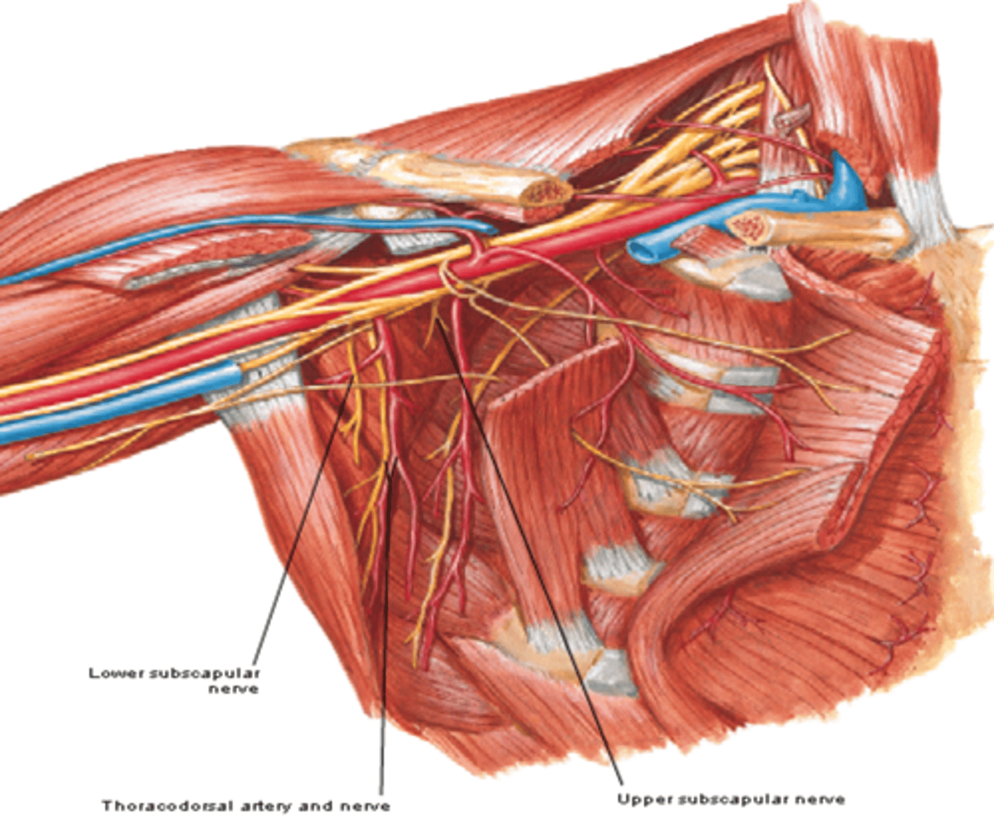 <p>-Course: runs inferolaterally along posterior axillary wall</p><p>-Supply: latissimus dorsi m.</p>