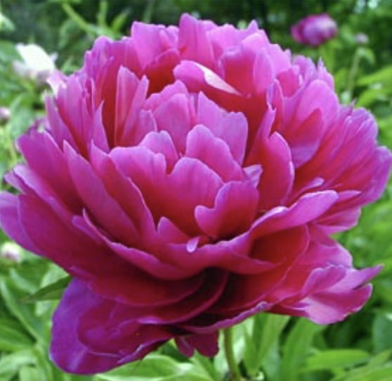 <p>Name This Flower</p>