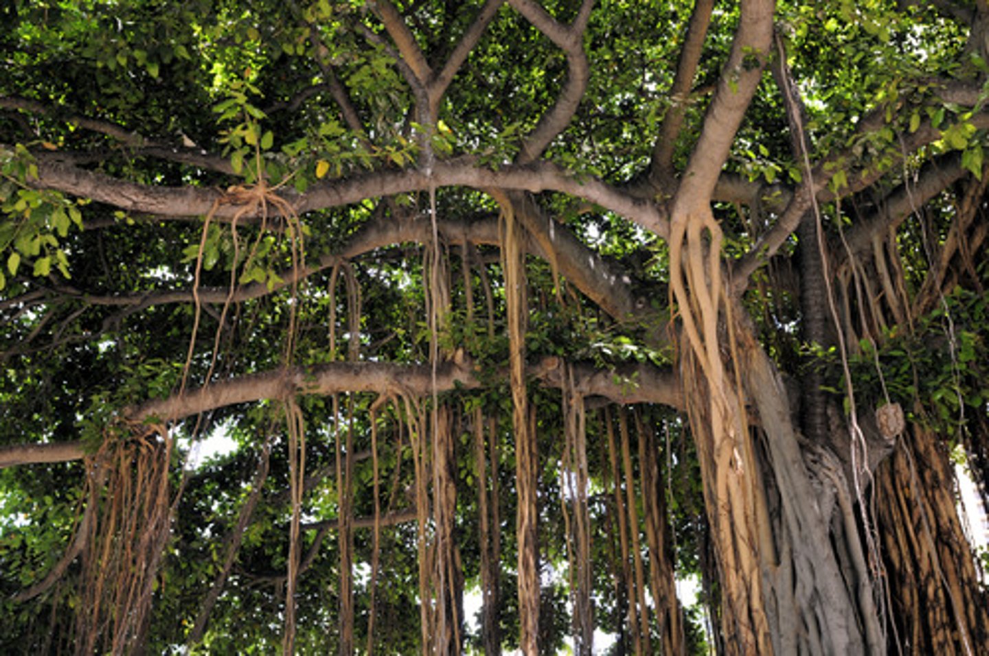 <p>roots that grow above ground<br>(ex: Orchid)</p>
