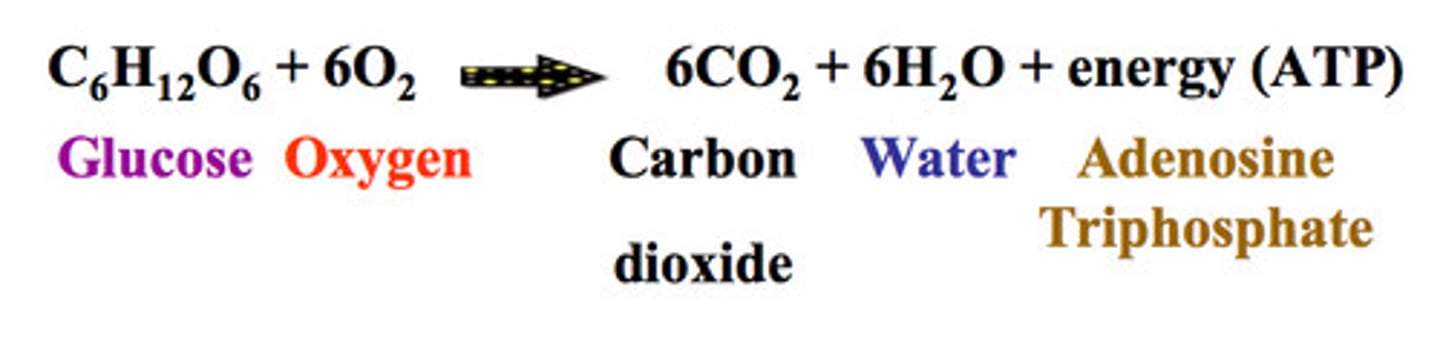 <p>oxygen gas + sugar (glucose, which includes carbon) to produce energy in the form of ATP; carbon dioxide and water are byproducts</p>