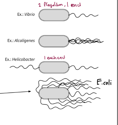 <p>Flagella not part of cytoskeleton, but shape of cell is controlled by the cytoskeleton and that influence movement</p><ul><li><p>e.coli is petrichous it means that flagella are all around perimeter</p></li><li><p>Locomotion dependent on shape of cell which is controlled by cytoskeleton</p></li></ul><p></p>