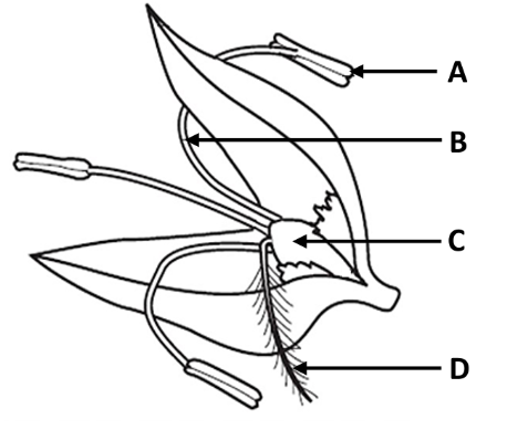 <p>Is this plant insect or wind pollinated?</p><p>Give two reasons for your answer</p>