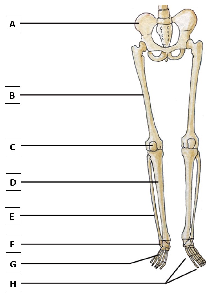 <p><span>Structure F</span></p>