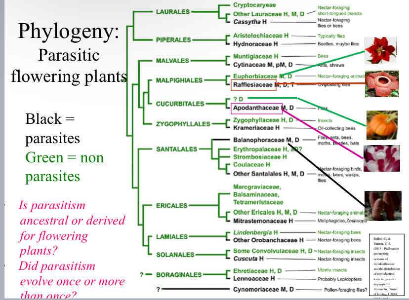 <p>Parasitic Plants (those in blackshow) are show to be what type of group ?</p>