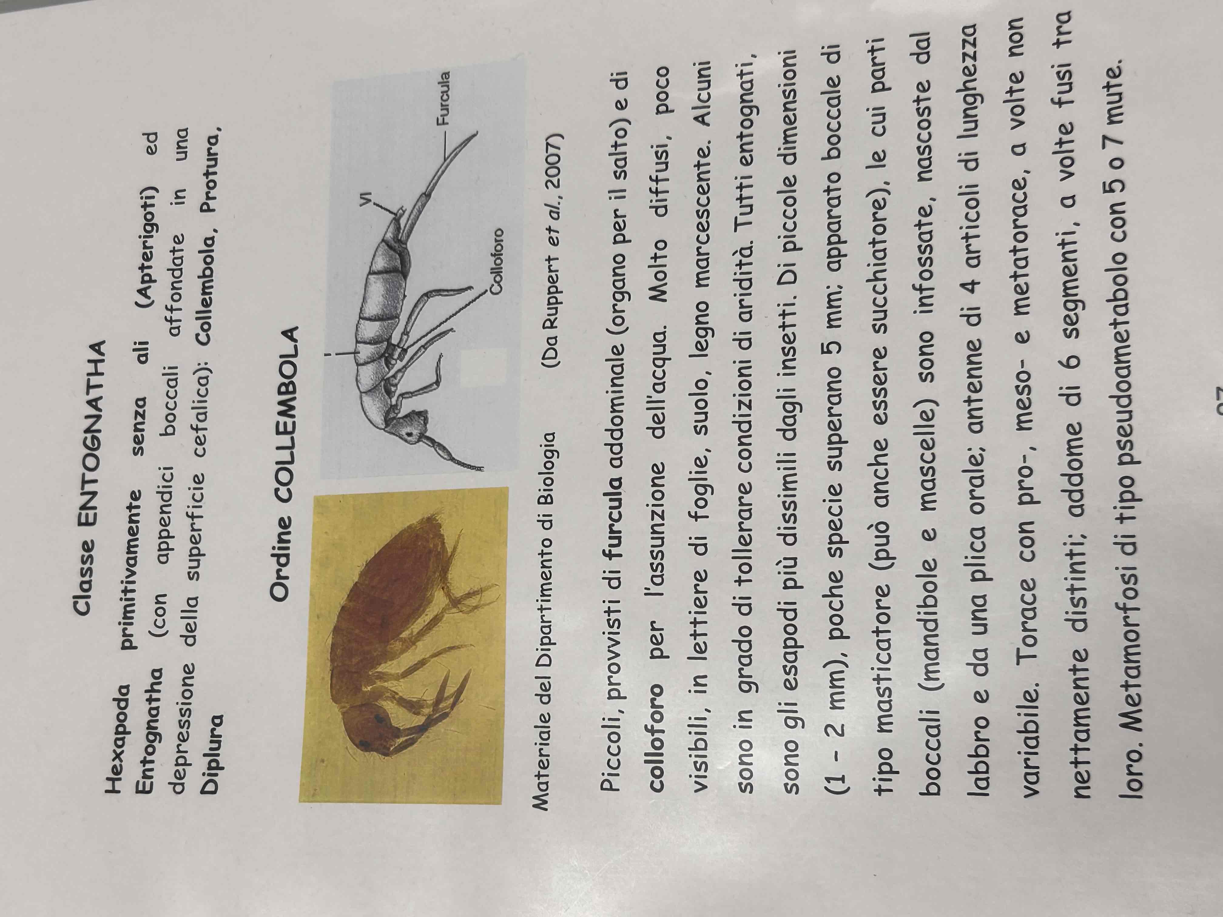 <p>Artropodi</p><p>Esapodi</p><p>Entognati</p><p>Collembolo</p>