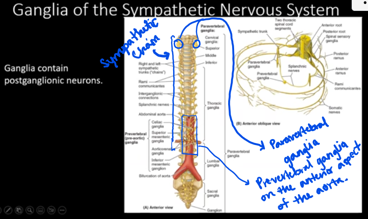 <p>-also called the thoracolumbar system</p><p>-typically thought of as a motor (efferent) system with some sensory (afferent) components as well</p><p>-preganglionic neurons are in the intermediolateral cell column (a column of gray matter in the matter’s lateral horn) from T1-L1, L2 or L3 depending on the individual</p><p>-postganglionic neurons are in the sympathetic ganglia</p><ul><li><p>there are paravertebral ganglia: located along the sympathetic chain of the vertebral column (trunk)</p></li><li><p>there are also prevertebral ganglia: located along the abdominal aorta </p></li></ul><p></p>
