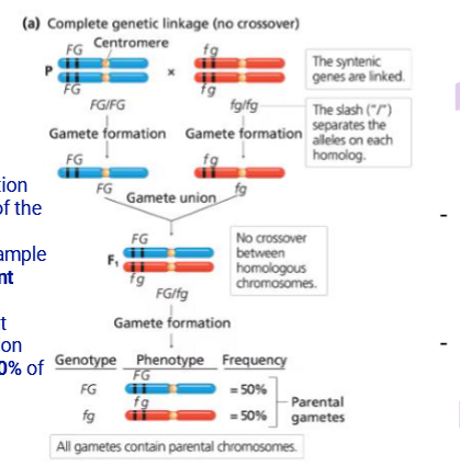 <ul><li><p>Genes are located so close they’re never separated by crossing over </p></li><li><p>The offspring thus only display the parental traits </p></li><li><p>This is rare in nature but can be seen in male drosophila where crossing over doesn’t occur </p></li><li><p>These genes are thus in <em>linkage disequilibrium</em></p></li><li><p>Has a RF = 0% (Recombination Frequency)</p></li></ul><p></p>