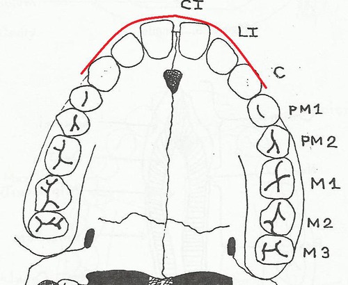 Oral Cavity "Outer surface" that faces the front of the mouth