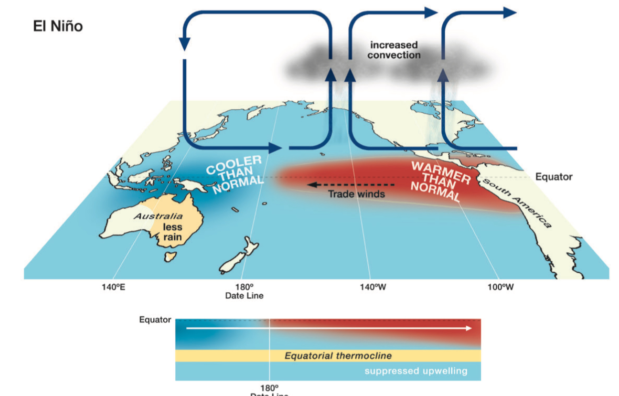 <ul><li><p>occurs when sea temp is 0.5 degrees above average so warmer average weather in eastern Pacific </p></li><li><p>Peaks usually in December and occurs 2-7 years</p></li><li><p>Can cause thermal expansion and sea level rise</p></li></ul>
