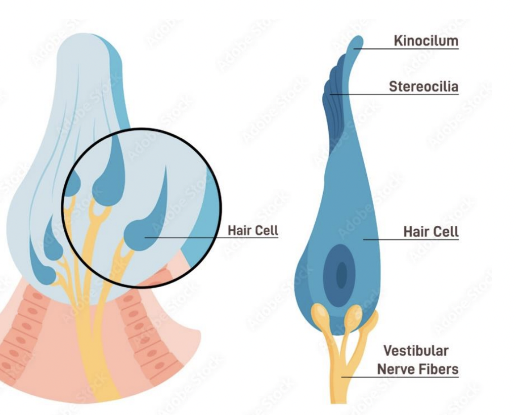 <p>what are these in the Vestibular system</p>