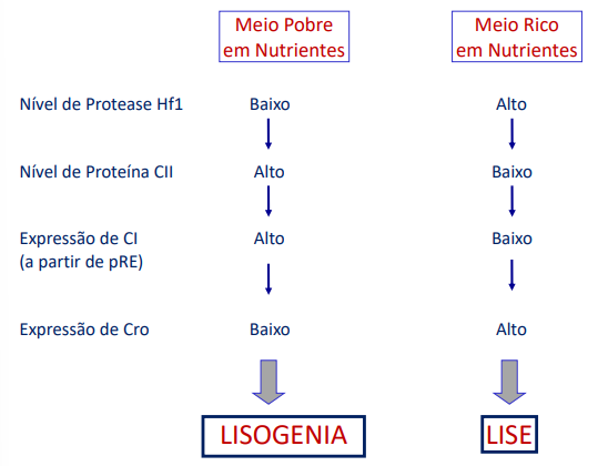 <p>Há duas proteínas reguladoras essenciais para este controlo</p><ul><li><p>cI protein - controla a lise (controlo negativo). Liga-se aos promotores do lado direito</p></li><li><p>Cro protein - controla os genes associados à lisogenia. (controlo negativo)</p></li></ul><p>Pode haver mecanismos de indução que faz com que DNA profago saia da bactéria → </p><p>Quando estão ligadas</p>